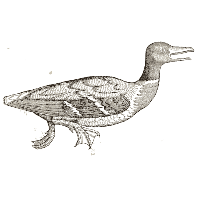 Duck swimming - Icones Animalium - 1560