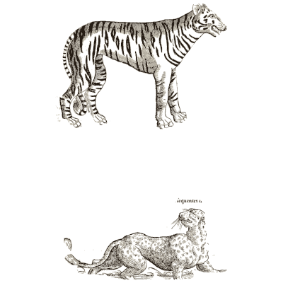 Tiger and leopard - Icones Animalium - 1560