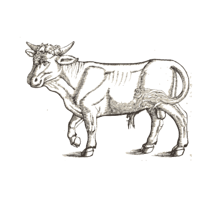 Cow - Icones Animalium - 1560