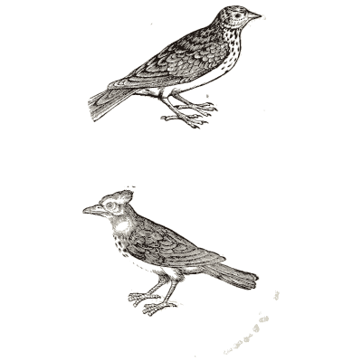 Two thrushes - Icones Animalium - 1560