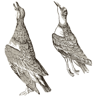 Two birds with raised bills - Icones Animalium - 1560