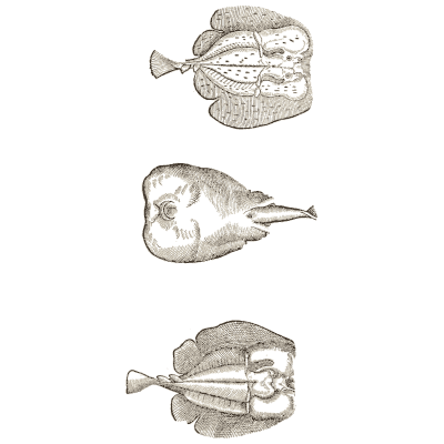 Three flat-headed fish - Icones Animalium - 1560