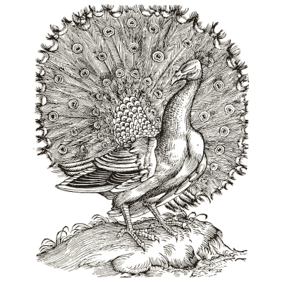 Peacock - Icones Animalium - 1560