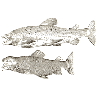 Two salmon - Icones Animalium - 1560