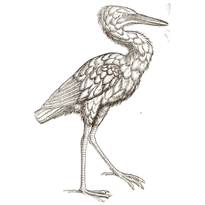 Heron 02 - Icones Animalium - 1560