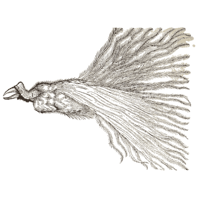 Bird of paradise - Icones Animalium - 1560