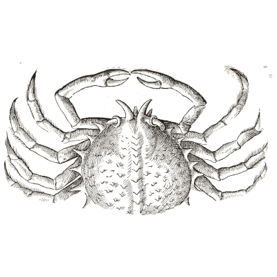 Crab 18 - Icones Animalium - 1560
