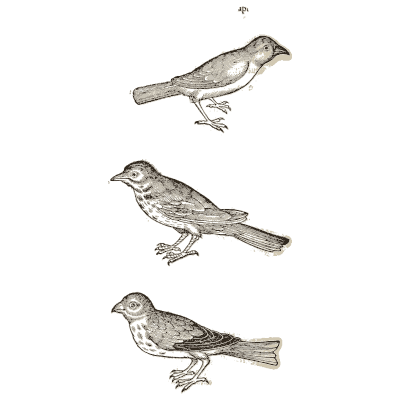 Three small songbirds 02 - Icones Animalium - 1560