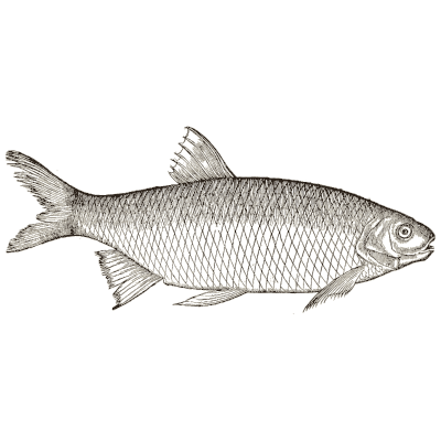 Herring 04 - Icones Animalium - 1560