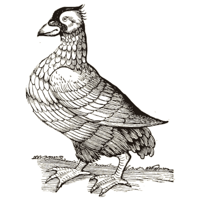 Three pigeons - Icones Animalium - 1560