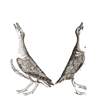 Two long-necked birds - Icones Animalium - 1560