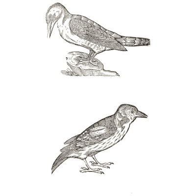 Two woodpeckers - Icones Animalium - 1560