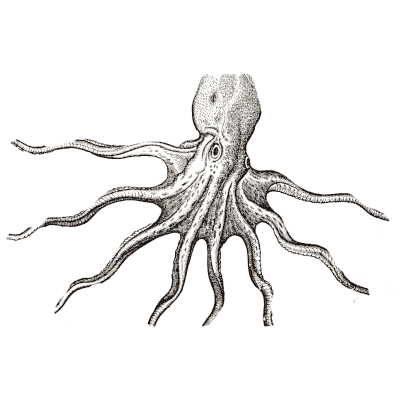 Octopus 05 - Icones Animalium - 1560