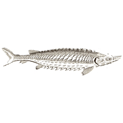 Sturgeon 04 - Icones Animalium - 1560