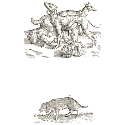 Dogs and a small mammal - Icones Animalium - 1560