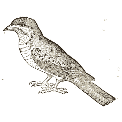 Speckled perched bird - Icones Animalium - 1560