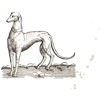 Greyhound 03 - Icones Animalium - 1560