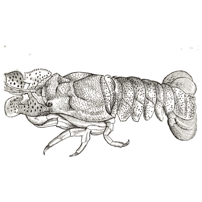 Spiny lobster 04 - Icones Animalium - 1560
