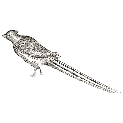 Pheasant - Icones Animalium - 1560