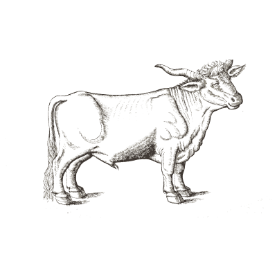 Bull 03 - Icones Animalium - 1560