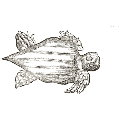 Leatherback turtle - Icones Animalium - 1560