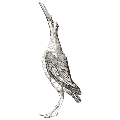 Snipe 02 - Icones Animalium - 1560