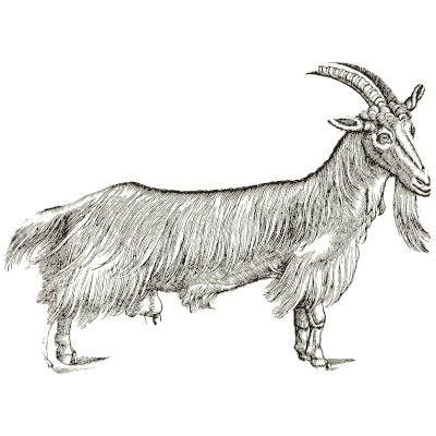 Billy goat - Icones Animalium - 1560