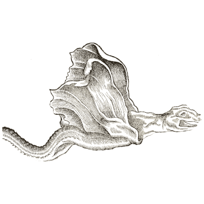 Turtle with long neck - Icones Animalium - 1560