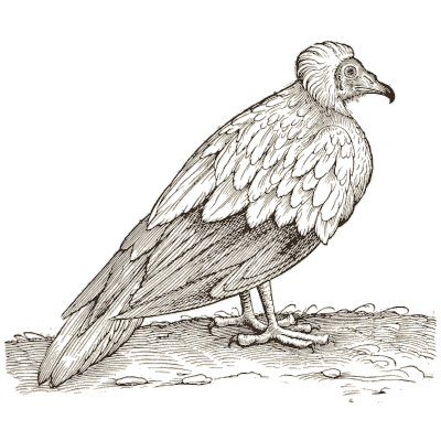 Vulture - Icones Animalium - 1560