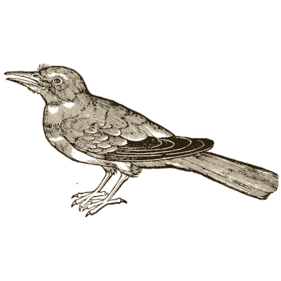 Thrush - Icones Animalium - 1560