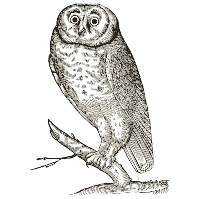 Owl on a branch - Icones Animalium - 1560