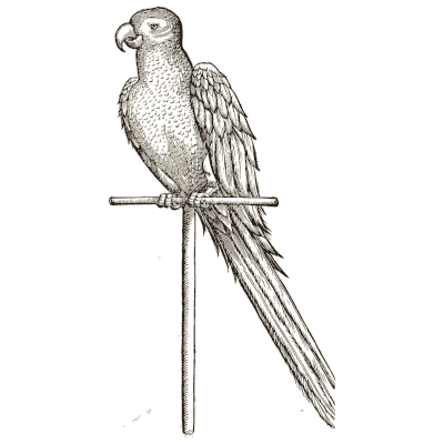 Parrot on a perch 02 - Icones Animalium - 1560