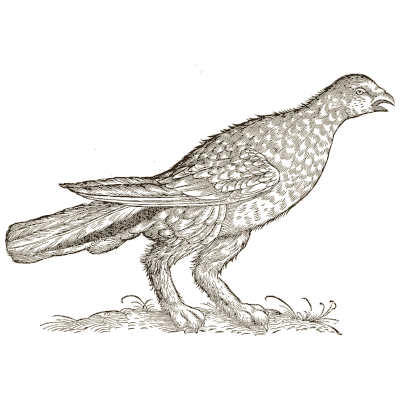 Grouse 02 - Icones Animalium - 1560
