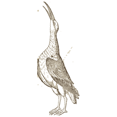 Bittern 03 - Icones Animalium - 1560
