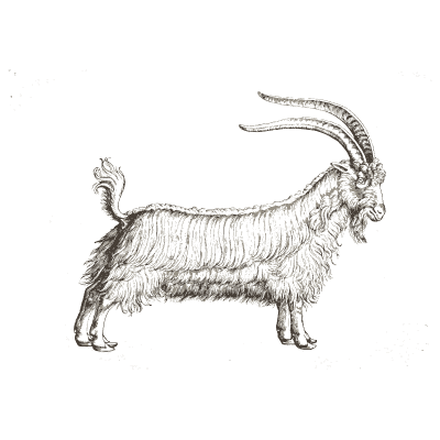 Ibex - Icones Animalium - 1560