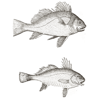 Two spiny fish - Icones Animalium - 1560