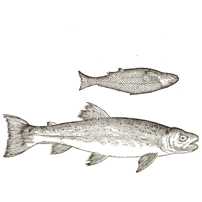 Two trout - Icones Animalium - 1560