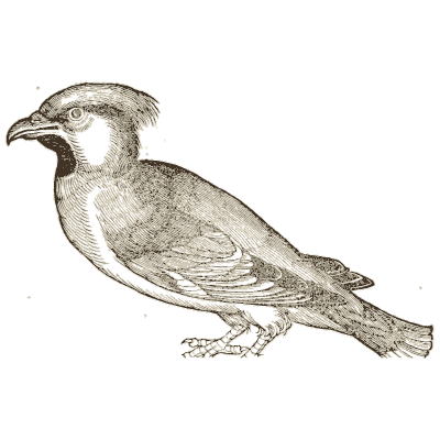 Waxwing - Icones Animalium - 1560