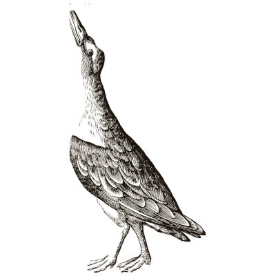 Bird with raised bill - Icones Animalium - 1560