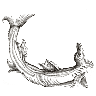 Fish-tailed sea monster - Icones Animalium - 1560