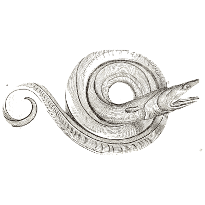 Coiled eel - Icones Animalium - 1560