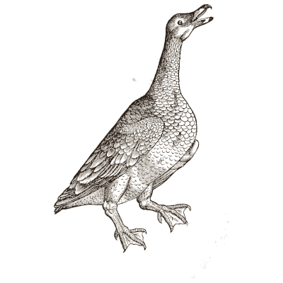 Goose 02 - Icones Animalium - 1560