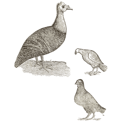 Guinea fowl and two birds - Icones Animalium - 1560