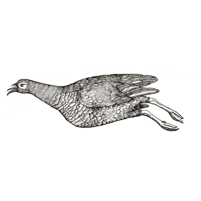 Hanging dead bird - Icones Animalium - 1560