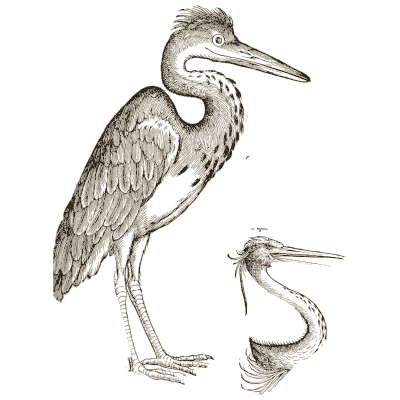 Heron and pelican head - Icones Animalium - 1560
