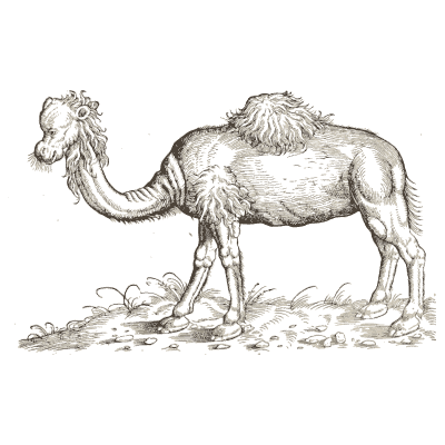 Bactrian camel - Icones Animalium - 1560