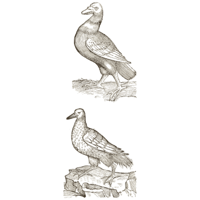 Two pigeons - Icones Animalium - 1560
