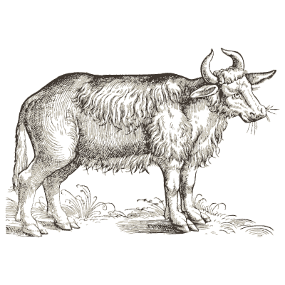 Water buffalo - Icones Animalium - 1560