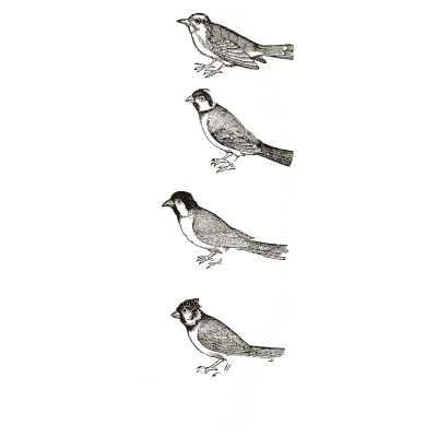Four songbirds - Icones Animalium - 1560