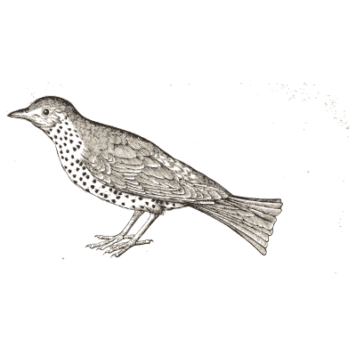 Speckled thrush - Icones Animalium - 1560